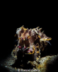 Flamboyant Cuttlefish - Snooted by Daniel Geary 